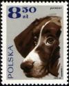 Colnect-1977-300-English-Pointer-Canis-lupus-familiaris.jpg