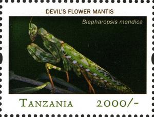 Colnect-2427-324-Thistle-Mantis-Blepharopsis-mendica.jpg