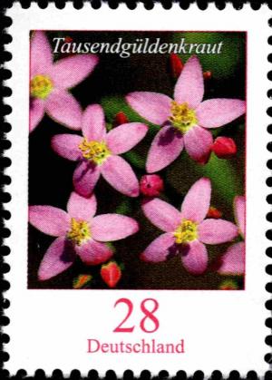 Colnect-5205-811-Flowers---Centaurium-erythraea---Gentian.jpg