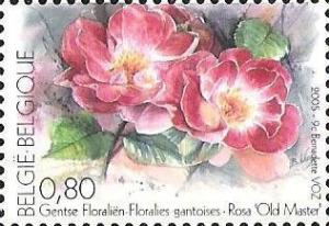 Colnect-567-761-Floralia-of-Ghent-Rosa--quot-Old-Master-quot-.jpg