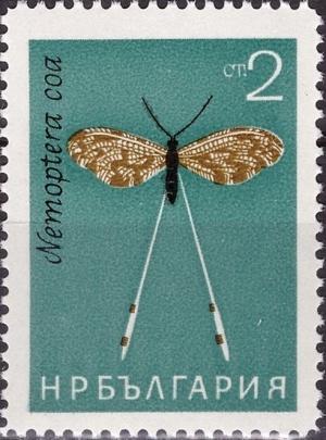 Colnect-3175-554-Spoonwing-Nemoptera-coa-.jpg
