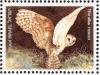 Colnect-2634-422-Common-Barn-Owl-Tyto-alba.jpg