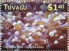 Colnect-3146-416-Frogspawn-Coral-Euphyllia-divisa.jpg
