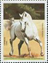 Colnect-5517-364-White-Arabian-Horse-Equus-ferus-caballus.jpg