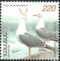 Colnect-2184-847-Armenian-Gull-Larus-armenicus-.jpg