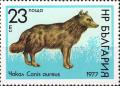 Colnect-4207-488-Golden-Jackal-Canis-aureus.jpg