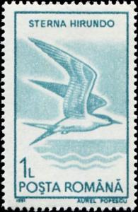 Colnect-4639-107-Common-Tern-Sterna-hirundo.jpg
