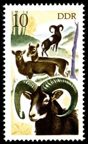 Colnect-1980-138-Mouflon-Ovis-ammon-musimon-.jpg