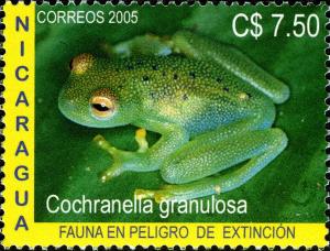 Colnect-3063-584-Grainy-Cochran-Frog-Cochranella-granulosa.jpg