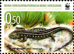 Colnect-5878-944-Balkan-Green-Lizard-Lacerta-trilineata.jpg