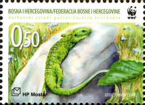 Colnect-5878-946-Balkan-Green-Lizard-Lacerta-trilineata.jpg