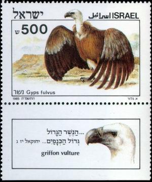 Colnect-801-680-Griffon-Vulture-Gyps-fulvus.jpg