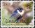Colnect-3229-063-Peregrine-Falcon-Falco-peregrinus-ssp-cassini-.jpg