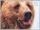 Colnect-182-527-Brown-Bear-Ursus-arctos.jpg