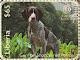 Colnect-7366-513-German-Shorthaired-Pointer.jpg