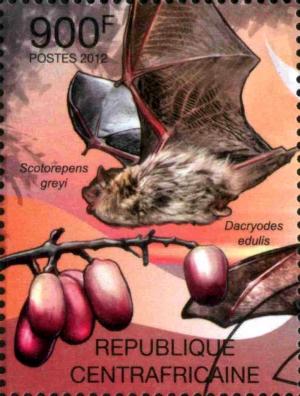 Colnect-3075-303-Little-Broad-nosed-Bat-Butterfruit.jpg