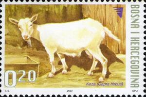 Colnect-4447-455-Goat-Capra-hircus.jpg