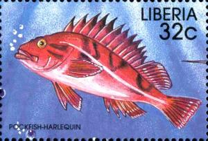 Colnect-3977-615-Harlequin-Rockfish-Pagellus-erythrinus.jpg