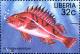 Colnect-3977-615-Harlequin-Rockfish-Pagellus-erythrinus.jpg