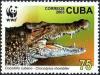 Colnect-1483-890-Cuban-Crocodile-Crocodylus-rhombifer.jpg