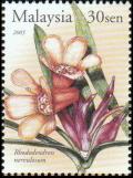 Colnect-3430-728-Rhododendron-nervulosum.jpg