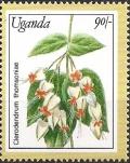 Colnect-5627-191-Clerodendrum-Thomsoniae.jpg