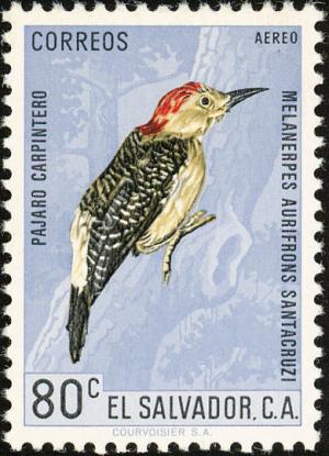 Colnect-1102-152-Velasquez--s-Woodpecker-Melanerpes-santacruzi.jpg