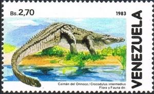 Colnect-2648-195-Orinoco-Crocodile-Crocodylus-intermedius.jpg