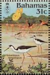 Colnect-862-670-Caribbean-Flamingo-Phoenicopterus-ruber-Black-necked-Stil.jpg