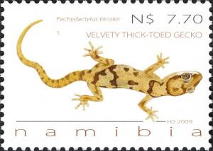 Colnect-3064-011-Velvety-Thick-Toed-Gecko-Pachydactylus-bicolor.jpg