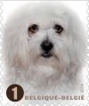 Colnect-1958-022-Maltese-Dog-Canis-lupus-familiaris.jpg