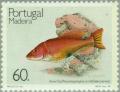 Colnect-186-505-Barred-Hogfish-Bodianus-scrofa.jpg