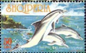 Colnect-1528-780-Common-Dolphin-Delphinus-delphis.jpg