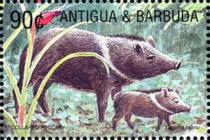 Colnect-3932-805-Collared-peccaries.jpg