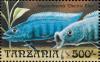 Colnect-6360-203-Haplochromis-%E2%80%9Celectric-blue%E2%80%9D.jpg