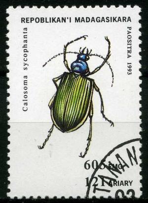 Colnect-1407-828-European-Calosoma-Beetle-Calosoma-sycophanta.jpg