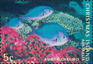 Colnect-2726-701-Ambon-Chromis-Chromis-amboinensis.jpg