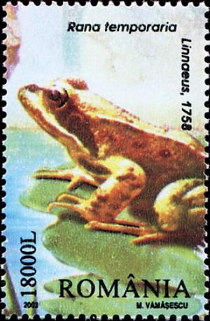 Colnect-5189-160-European-Common-Frog-Rana-temporaria.jpg