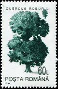 Colnect-4930-027-Common-Oak-Quercus-robur.jpg