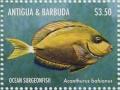 Colnect-5219-324-Ocean-Surgeonfish-Acanthurus-bahianus.jpg