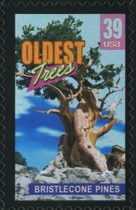 Colnect-202-565-Bristlecone-pines-oldest-trees.jpg