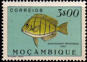 Colnect-594-968-Convict-Surgeonfish-Acanthurus-triostegus.jpg