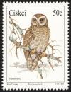 Colnect-1456-711-African-Wood-Owl-Strix-woodfordii.jpg