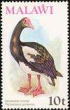 Colnect-864-252-Spur-winged-Goose-Plectropterus-gambensis.jpg