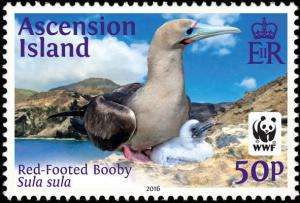 Colnect-3190-151-Red-footed-booby-Sula-sula.jpg