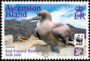 Colnect-3190-153-Red-footed-booby-Sula-sula.jpg
