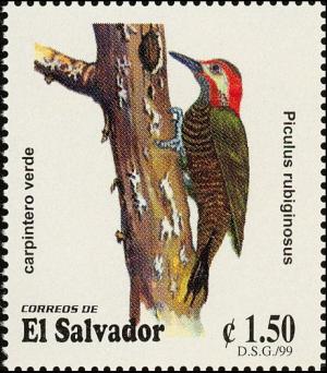 Colnect-3781-721-Golden-olive-Woodpecker-Piculus-rubiginosus.jpg