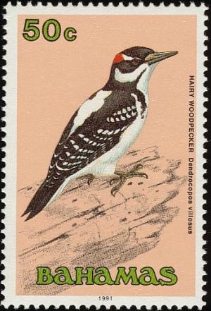 Colnect-576-826-White-breasted-Woodpecker-Dendrocopos-villosus.jpg