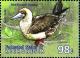 Colnect-5727-254-Red-footed-Booby-Sula-sula.jpg