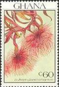 Colnect-2368-254-Bulbophyllum-Barbigerum.jpg